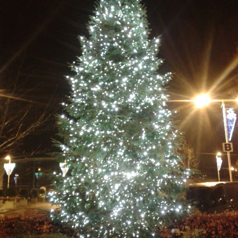 civic display tree