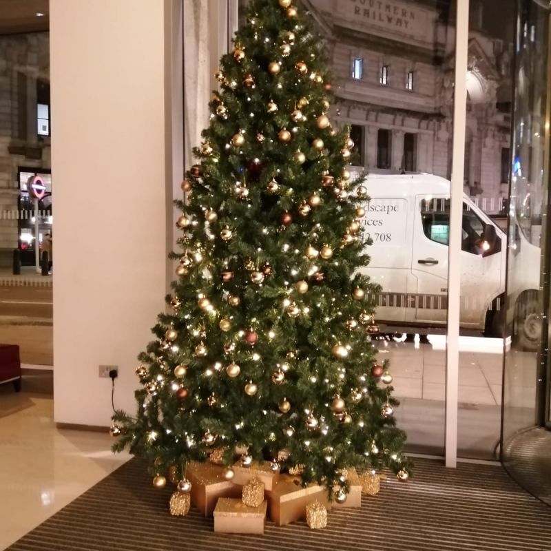 Indoor tree with gold palette